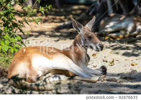 Red kangaroo, Macropus rufus in a german park Red kangaroo, Macropus rufus in a german park 92876635