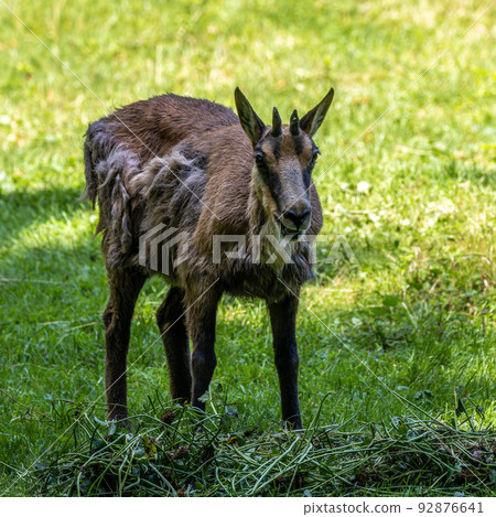 Apennine chamois, Rupicapra pyrenaica ornata, is living in Italy and Spain 92876641