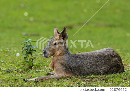 Patagonian Mara, Dolichotis patagonum are large relatives of guinea pigs 92876652