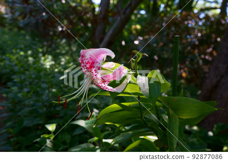 Kanoko lily bathed in sunlight filtering through foliage Kanoko lily bathed in sunlight filtering through foliage 92877086