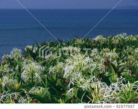 Pure white Hamayu overlooking Hibikinada 92877087
