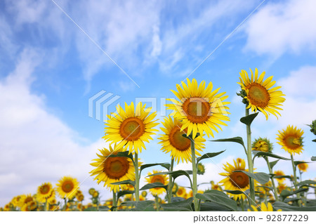 向日葵174 92877229