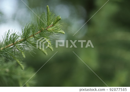 Fresh green larch branches with copy space Fresh green larch branches with copy space 92877585