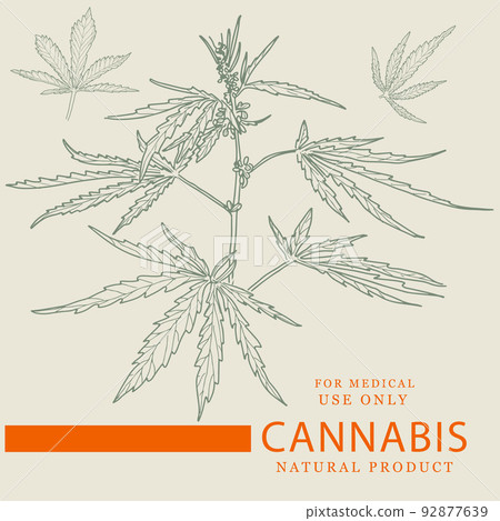 Hand drawn sketch of cannabis, marijuana hemp plant contour in vintage style Hand drawn sketch of cannabis, marijuana hemp plant contour in vintage style 92877639