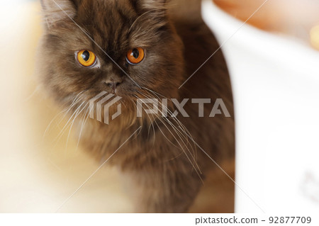 長毛黑貓蘇格蘭折耳貓 92877709