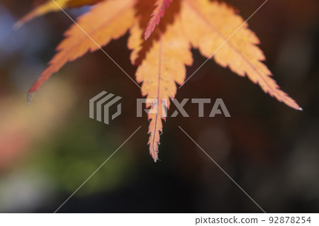 The colored leaves and the sky looking up at the mountains in autumn The colored leaves and the sky looking up at the mountains in autumn 92878254