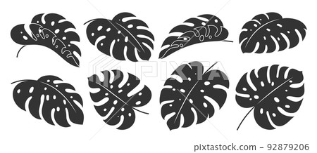 Monstera leaf tropic plant flat black silhouette Monstera leaf tropic plant flat black silhouette 92879206