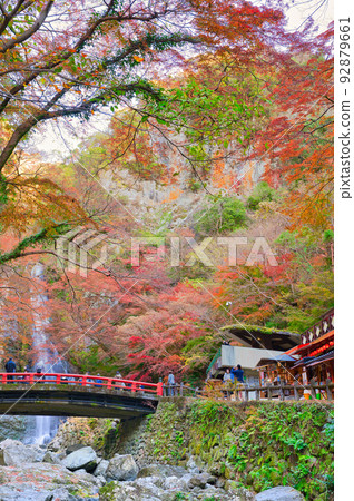 [Osaka Prefecture] Minoh Park during the autumn leaves season in November 92879661