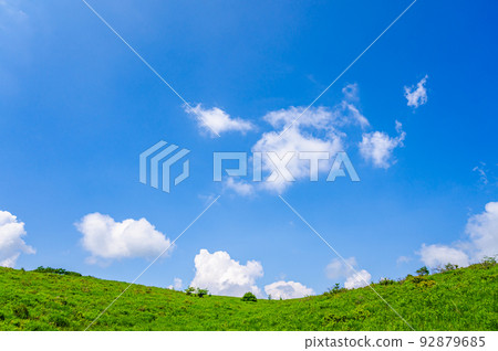 Walnut of the landing wetland pond in summer 92879685