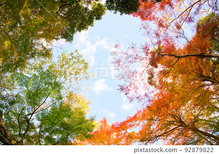 [大阪府]11月紅葉季節的箕面公園 92879822