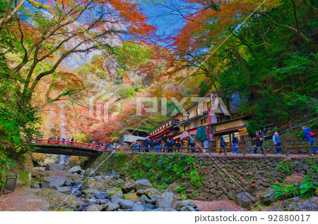 [Osaka Prefecture] Minoh Park during the autumn leaves season in November 92880017