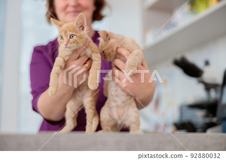 Photo of female vet with cute kittens in animal hospital Photo of female vet with cute kittens in animal hospital 92880032