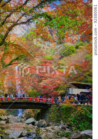 [Osaka Prefecture] Minoh Park during the autumn leaves season in November 92880061