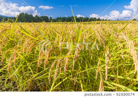 Rice in a rice field ready for harvest Rice in a rice field ready for harvest 92880074
