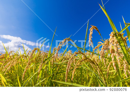 Rice in a rice field ready for harvest 92880076