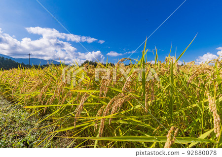 Rice in a rice field ready for harvest 92880078