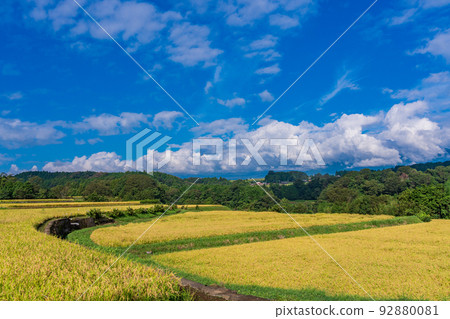 Rice in a rice field ready for harvest 92880081
