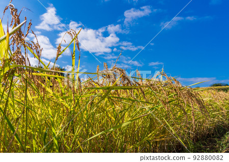 Rice in a rice field ready for harvest 92880082
