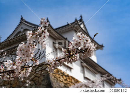 Tsuruyama Park Tsuyama Cherry Blossom Festival ~Tsuyama Castle Bicchu Turret~ Tsuruyama Park Tsuyama Cherry Blossom Festival ~Tsuyama Castle Bicchu Turret~ 92880152
