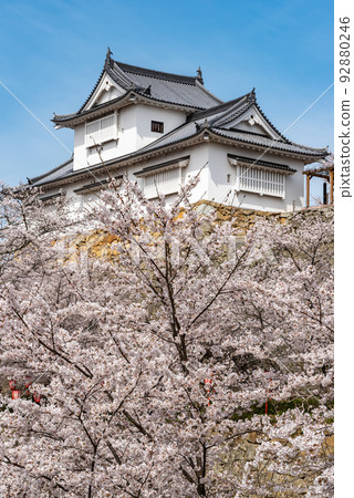 Tsuruyama Park Tsuyama Cherry Blossom Festival ~Tsuyama Castle Bicchu Turret~　 92880246