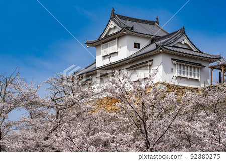 Tsuruyama Park Tsuyama Cherry Blossom Festival ~Tsuyama Castle Bicchu Turret~ Tsuruyama Park Tsuyama Cherry Blossom Festival ~Tsuyama Castle Bicchu Turret~ 92880275