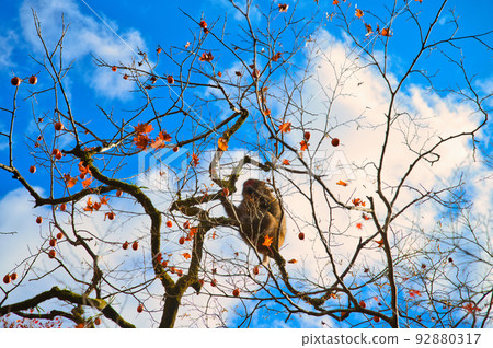 [Osaka Prefecture] Monkeys eating persimmons in Minoh Park during the fall foliage season in November 92880317