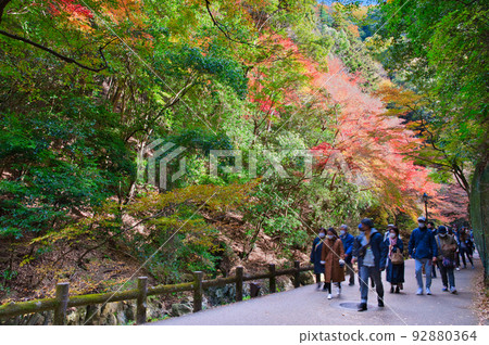 [大阪府]11月紅葉季節的箕面公園 92880364