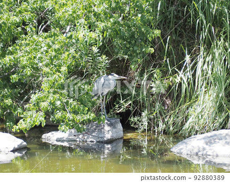 Ao-sashi nestling at the water's edge 92880389