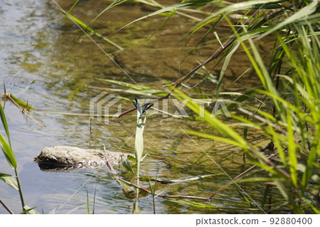 river dragonfly 1 92880400