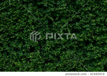 abstract stunning green leaf texture, tropical leaf foliage nature dark green background 92880919