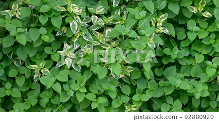 abstract stunning green leaf texture, tropical leaf foliage nature dark green background 92880920