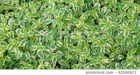 abstract stunning green leaf texture, tropical leaf foliage nature dark green background 92880921