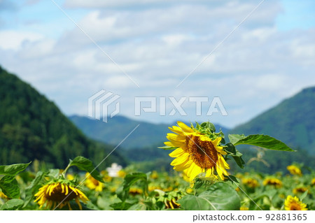 大部分朝下的向日葵田 92881365