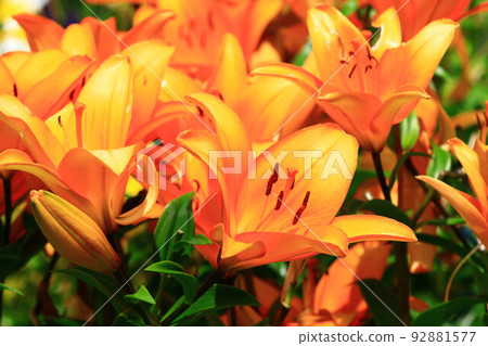 綻放的麝香百合花,鐵砲百合花,復活節百合花,喇叭百合花,聖母之花 92881577