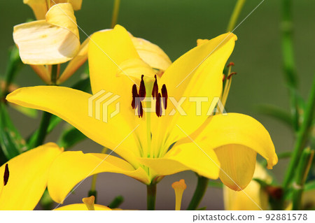 綻放的麝香百合花,鐵砲百合花,復活節百合花,喇叭百合花,聖母之花 92881578
