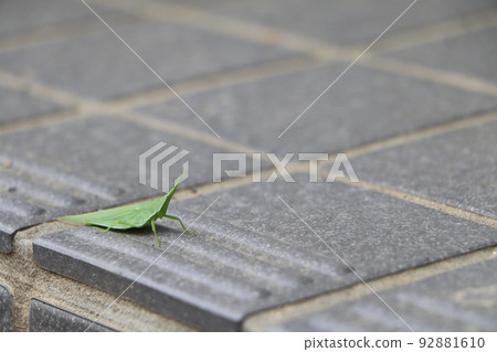 green grasshopper 92881610