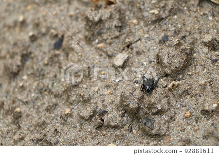 black cricket 92881611