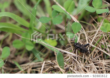 black cricket 92881612