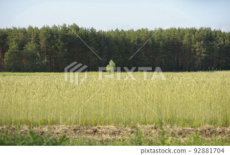 Forest, blurred ripen wheat field, blue sky Forest, blurred ripen wheat field, blue sky 92881704