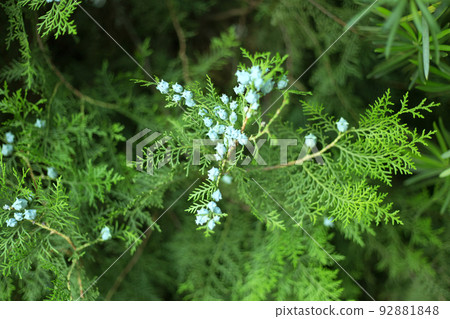 Thuja branches with cones close up background. Thuja branches with cones close up background. 92881848
