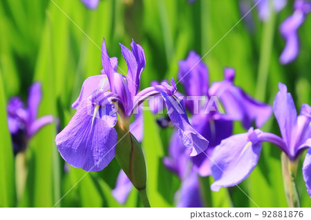 鳶尾 鳶尾 水邊鳶尾 鳶尾花 鳶尾花 鳶尾 鳶尾 水邊鳶尾 鳶尾花 鳶尾花 92881876