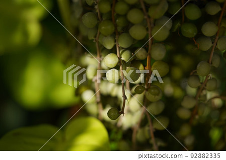 Green leaves of Dischidia nummularia. Green leaves of Dischidia nummularia. 92882335