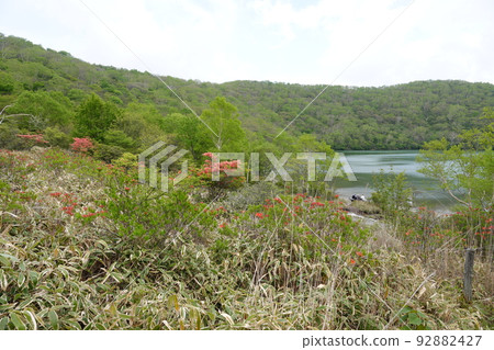 Mount Akagi, Gunma Prefecture Yamatsutsuji on the shores of Lake Onuma and Rhododendron japonicum flowers starting to bloom June 3, 2022 92882427