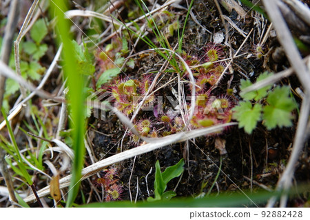 Mt. Akagi, Gunma Prefecture Sundew, a carnivorous plant that inhabits the waterside of Lake Onuma June 3, 2022 92882428
