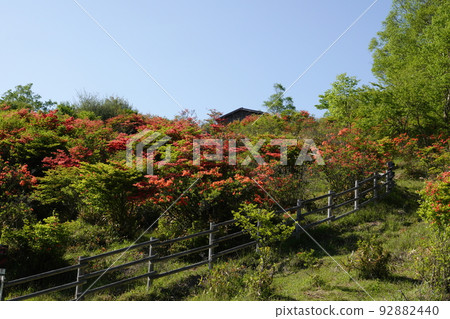 赤城山、群馬山辻和杜鵑花在三原山盛開 2022 年 6 月 3 日 92882440