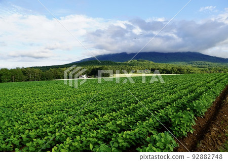 Fields and Mt. Yotei with clouds (Kutchan Town) 92882748