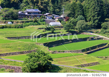 Rice growing in terraced rice fields in early summer Rice growing in terraced rice fields in early summer 92882788