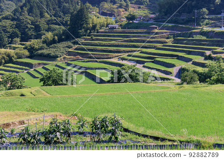 Rice growing in terraced rice fields in early summer Rice growing in terraced rice fields in early summer 92882789