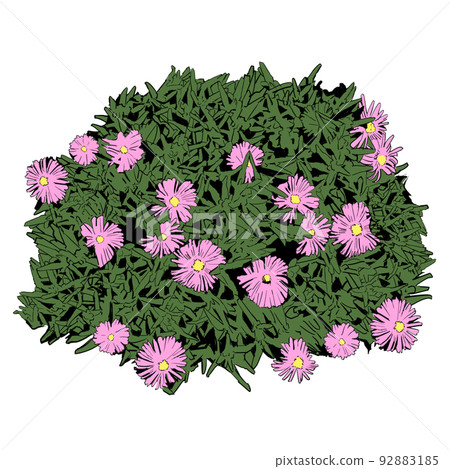 Illustration of matsuba chrysanthemum Illustration of matsuba chrysanthemum 92883185