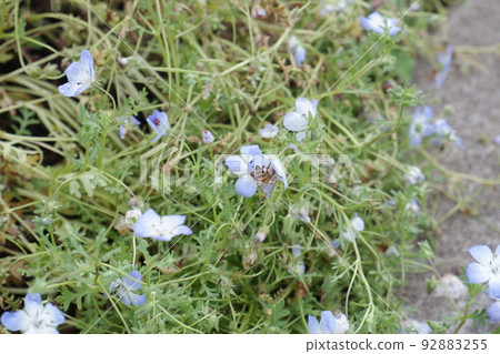Nemophila and honey bee Nemophila and honey bee 92883255